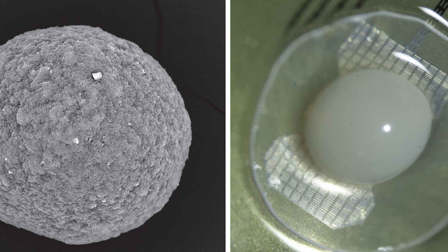 Вот так выглядит новый биокомпьютер, его ядро. Источник FinalSpark's wetware development