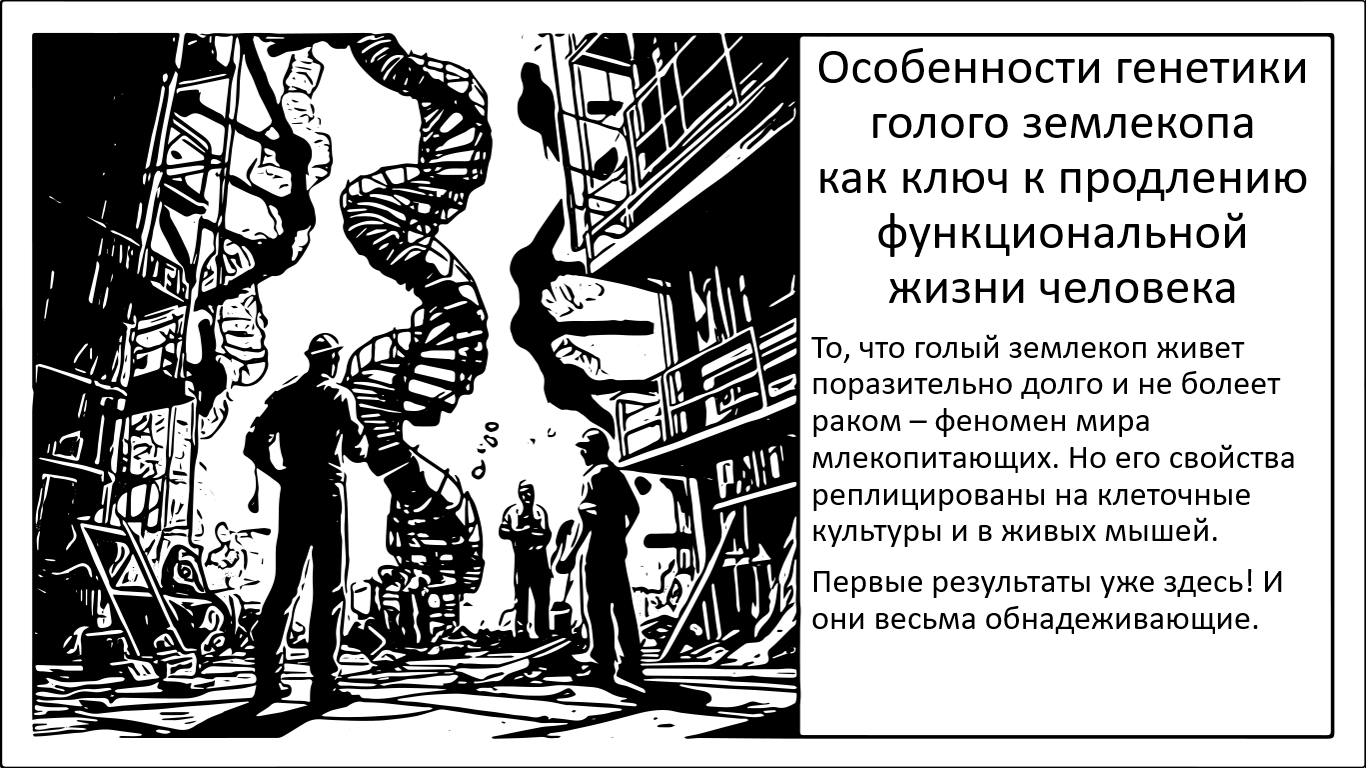 Способность голого землекопа к регенерации ДНК как путь к естественному долголетию человека - 1