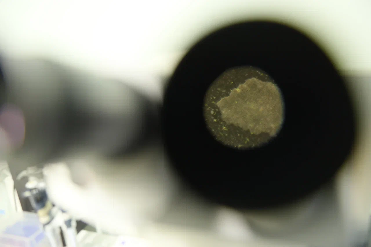 Фото Николая Малахина/портал "Научная Россия". 