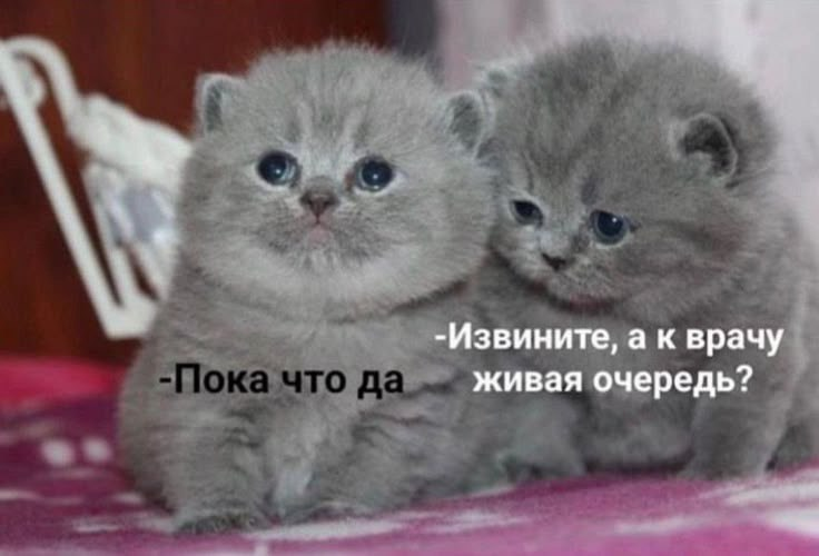 Подпись: На фото два пушистых серых котёнка сидят рядом. Котик справа спрашивает: Извините, а к врачу живая очередь? Пока что да, отвечает котёнок слева.