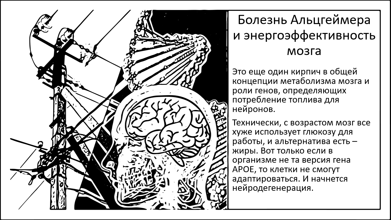 Энергоэффективность мозга, болезнь Альцгеймера и генетика - 1