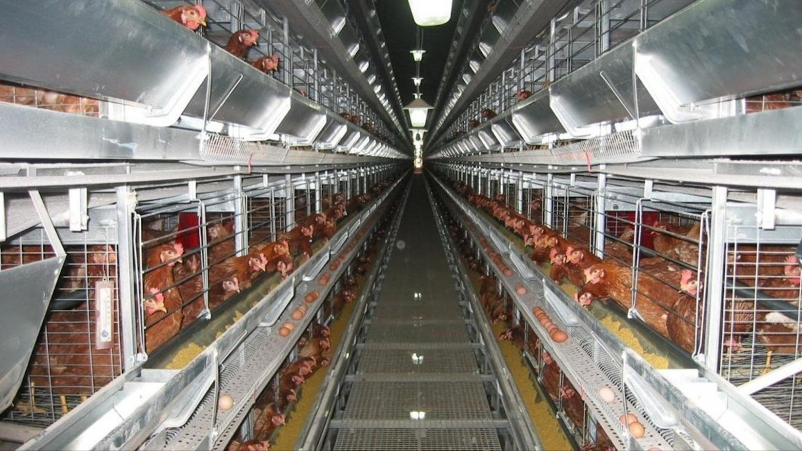 Клеточная батарея и ее жители