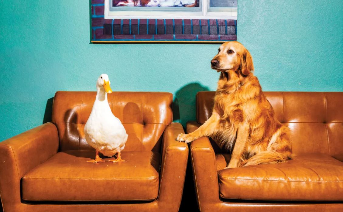 Студии начали активно использовать ИИ для создания анимации животных - 1