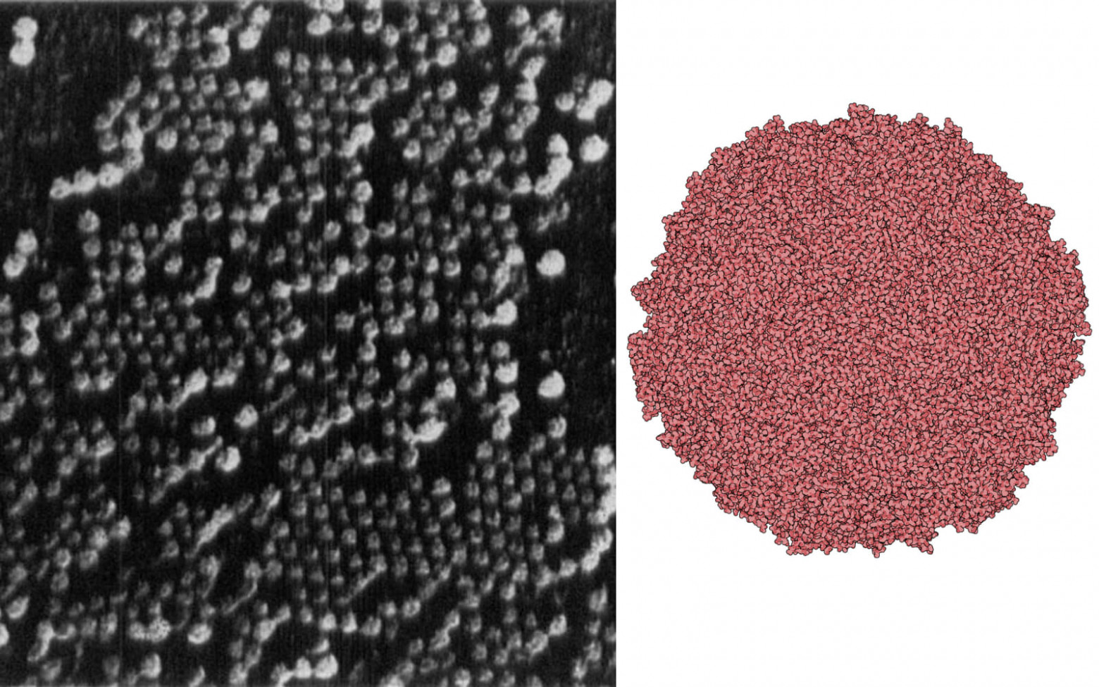  Слева: Электронная микрофотография множества частиц вируса полиомиелита, сделанная Р. К. Уильямсом в 1954 году. Справа: Крио-ЭМ-изображение вируса полиомиелита (PDB: 5O5B) с разрешением 2,3 ангстрема