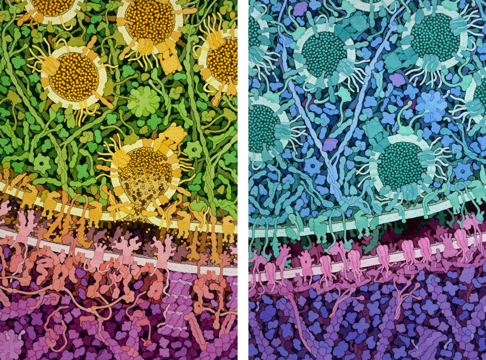 Нейроны обмениваются информацией посредством выделения возбуждающих (слева) и тормозящих (справа) нейромедиаторов в месте соединения, или синапсе, между двумя клетками. Ширина этого промежутка составляет примерно 20 нанометров. Источник: Дэвид Гудселл