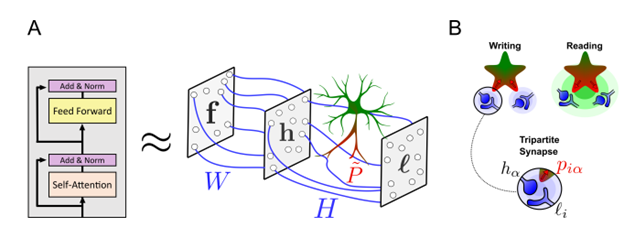 Звёзды у нас в голове. О роли астроцитов в работе нейронных сетей - 8