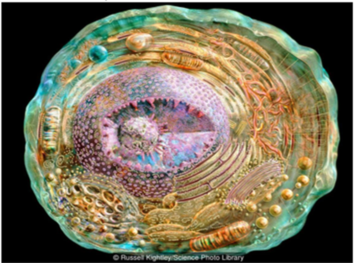 Гуминовые вещества и биосфера - 1 Гуминовые вещества и биосфера - 1