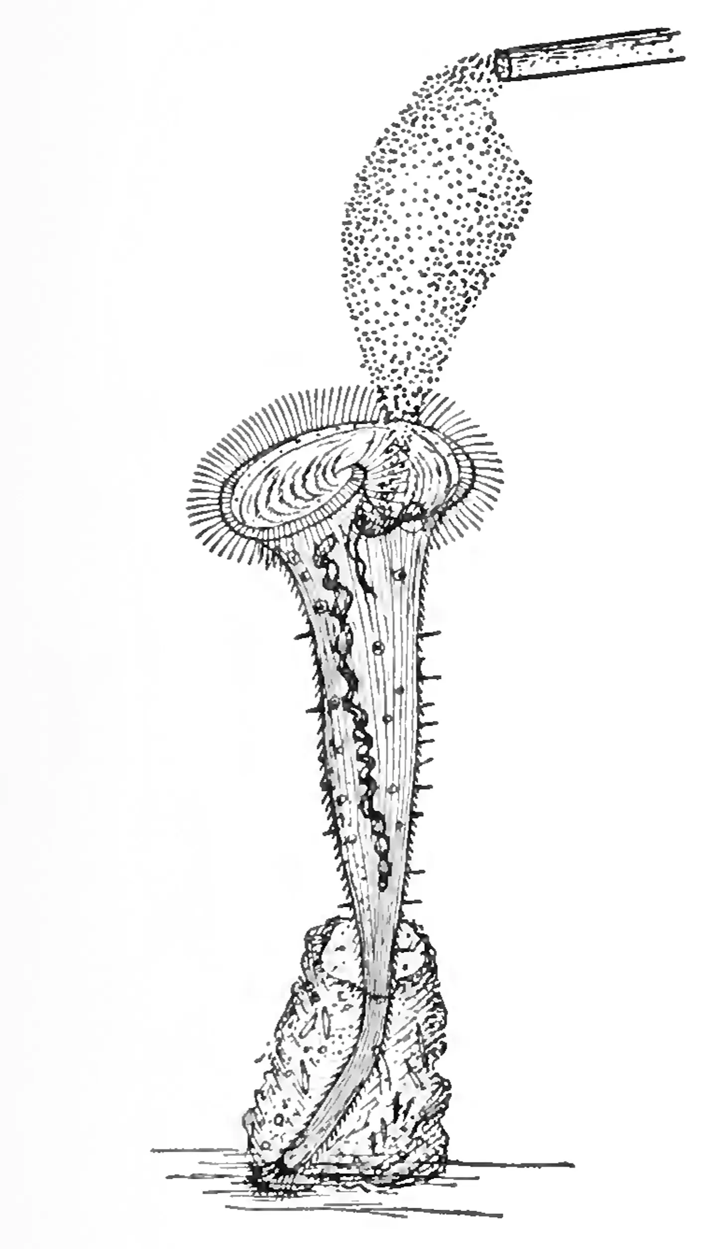  одноклеточный реснитчатый организм Stentor roeselii