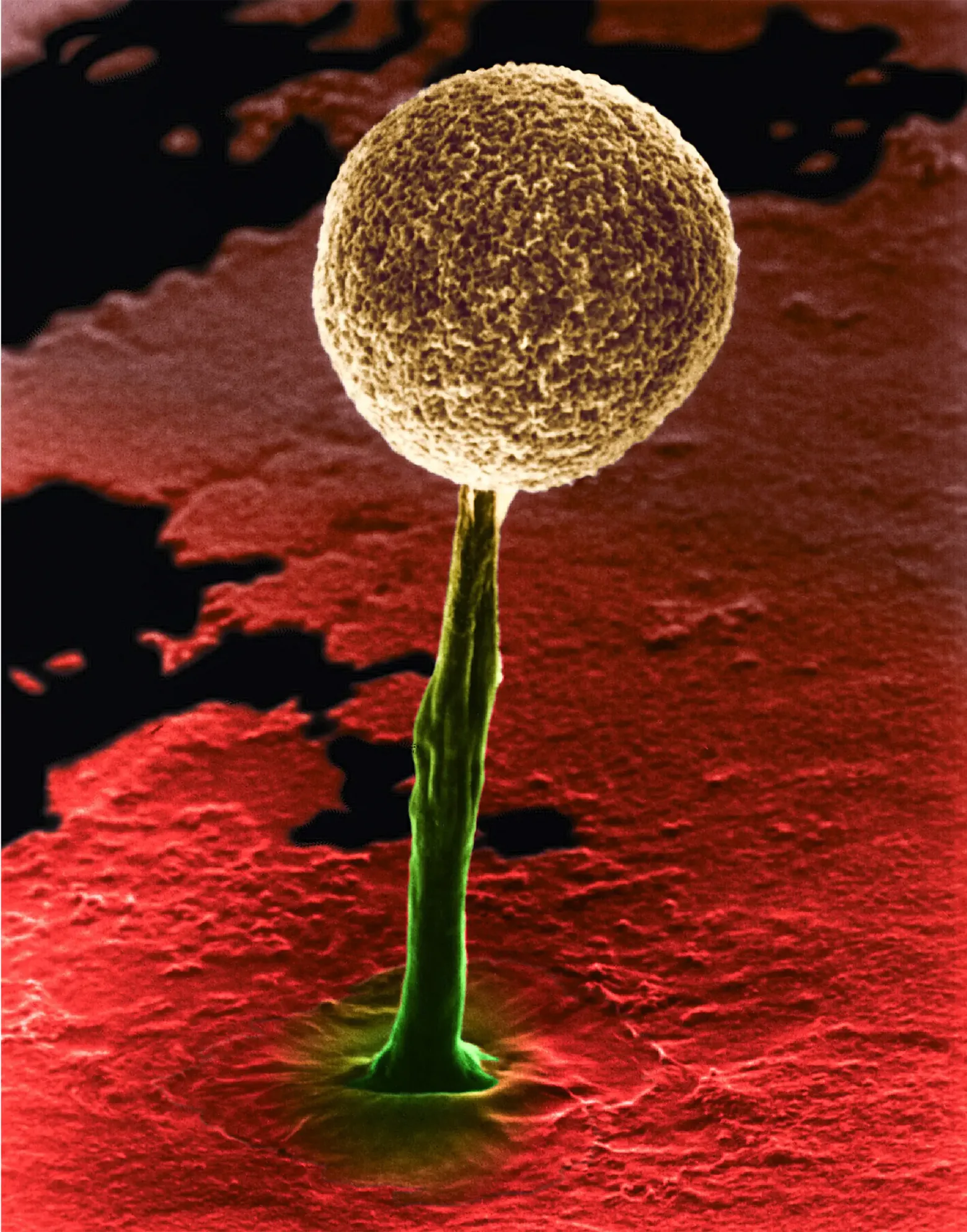  бесклеточные слизевики