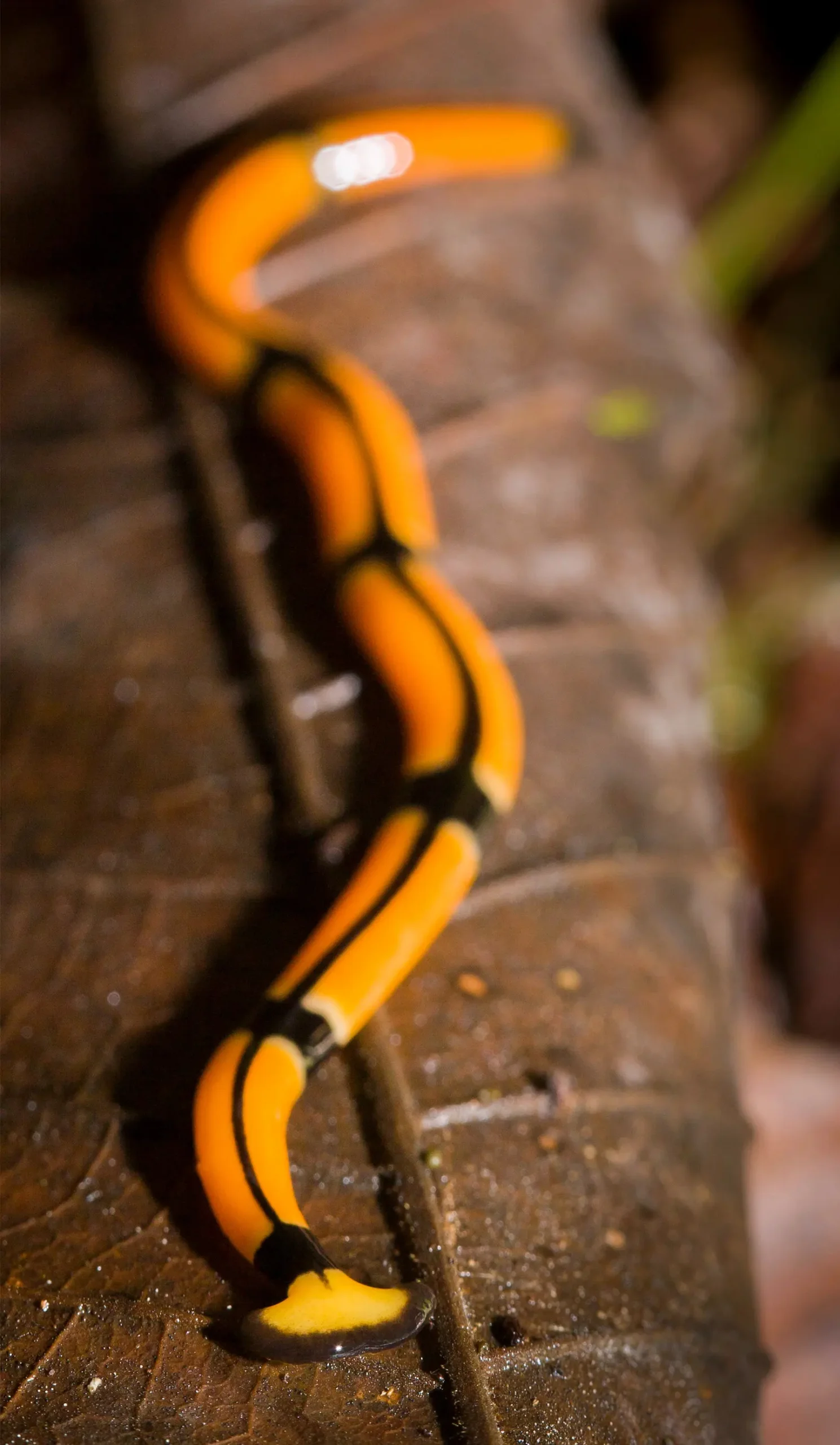  плоские черви