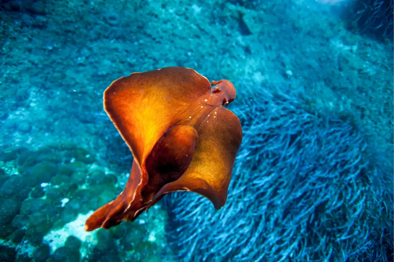  У калифорнийского морского зайца (Aplysia californica) огромные нейроны, что облегчает его изучение в качестве модели памяти 