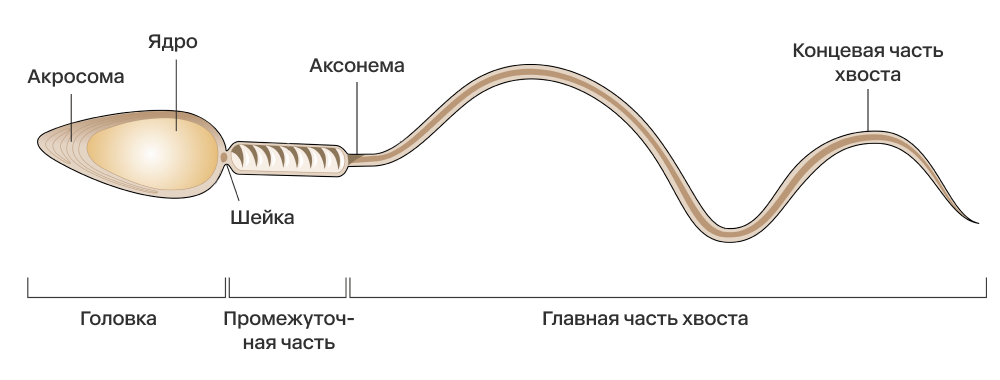 Спермоботы атакуют - 2