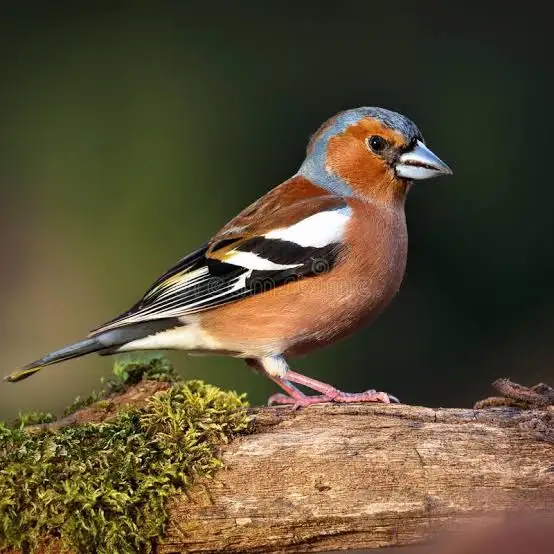 Песни птиц меняются, как языки у людей - 12 Песни птиц меняются, как языки у людей - 12