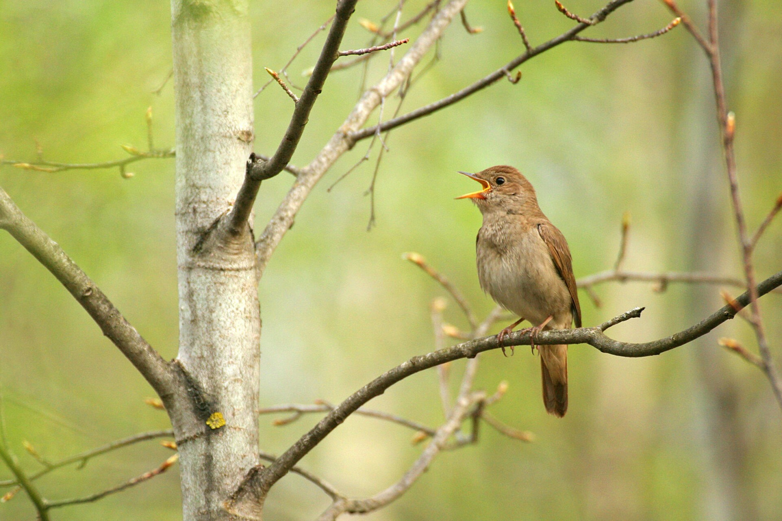 Песни птиц меняются, как языки у людей - 2 Песни птиц меняются, как языки у людей - 2