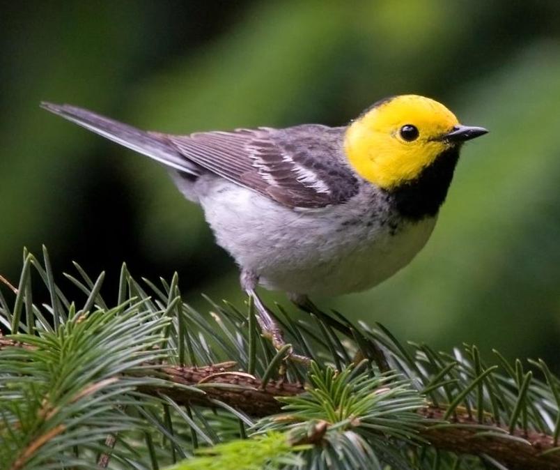 Песни птиц меняются, как языки у людей - 4 Песни птиц меняются, как языки у людей - 4