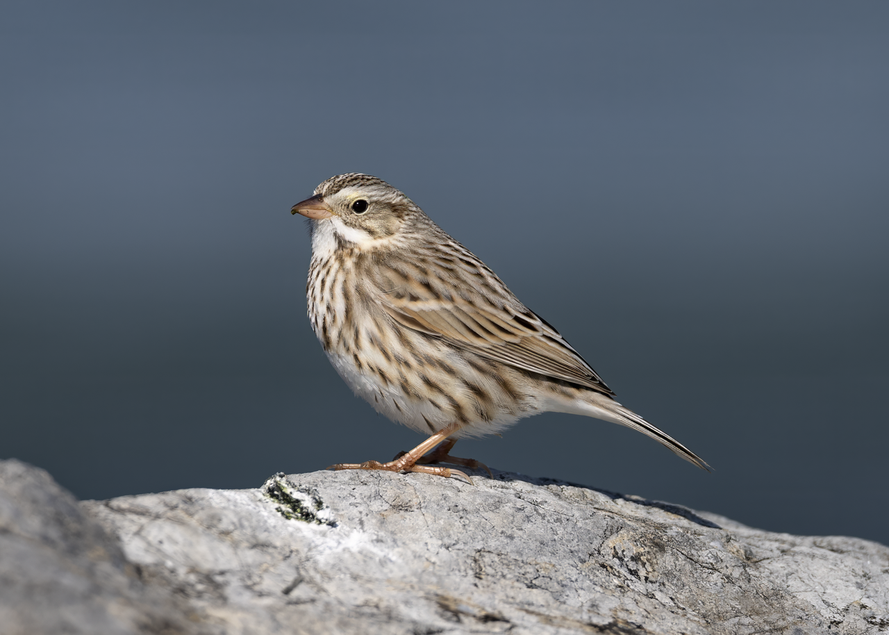 Песни птиц меняются, как языки у людей - 9 Песни птиц меняются, как языки у людей - 9