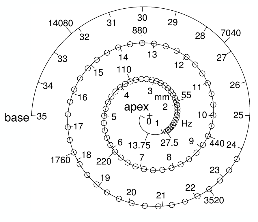 Резонирующие частоты базилярной мембраны. Внешние большие числа — это частоты (в герцах). Внутренние малые числа — это расстояние вдоль базилярной мембраны (в мм). Иллюстрация взята со слайдов лекции. Резонирующие частоты базилярной мембраны. Внешние большие числа — это частоты (в герцах). Внутренние малые числа — это расстояние вдоль базилярной мембраны (в мм). Иллюстрация взята со слайдов лекции.