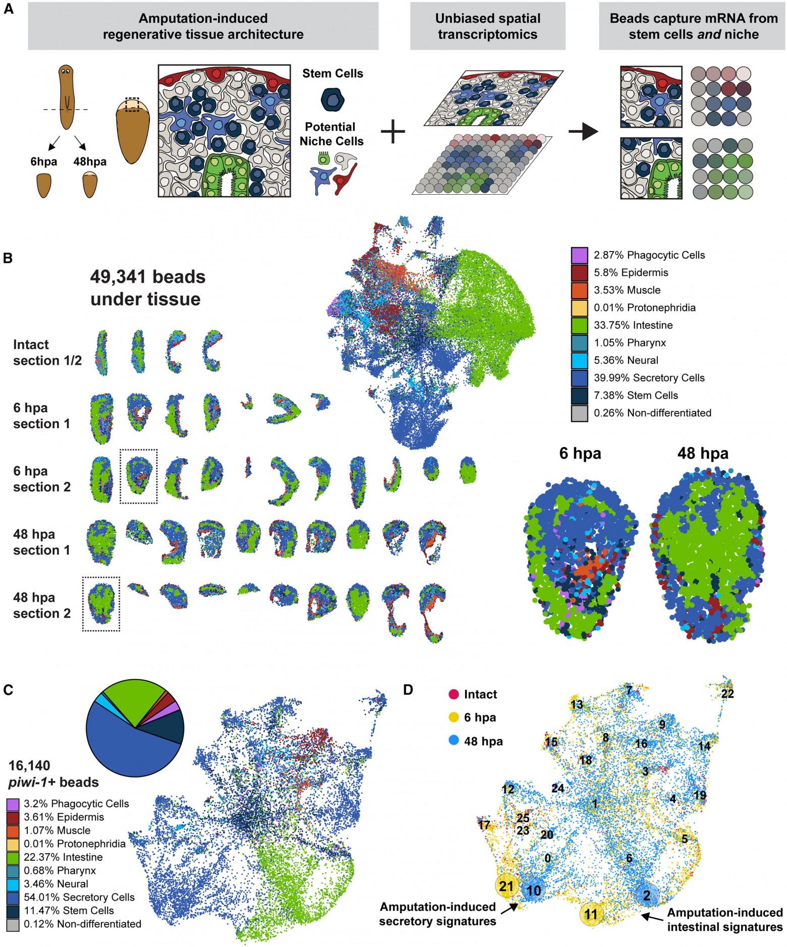 Суперрегенерация: стволовые клетки плоских червей - 2