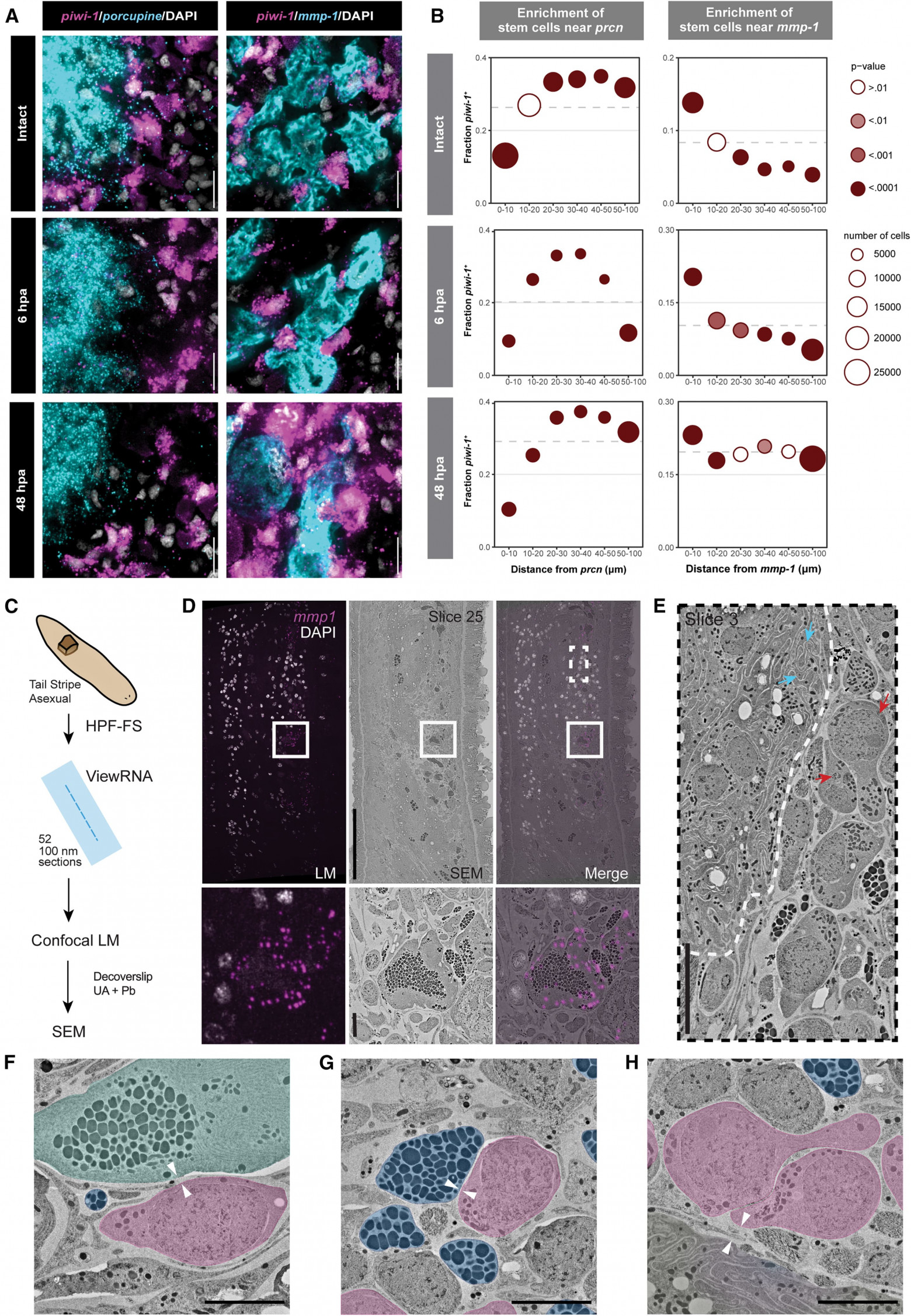 Суперрегенерация: стволовые клетки плоских червей - 3