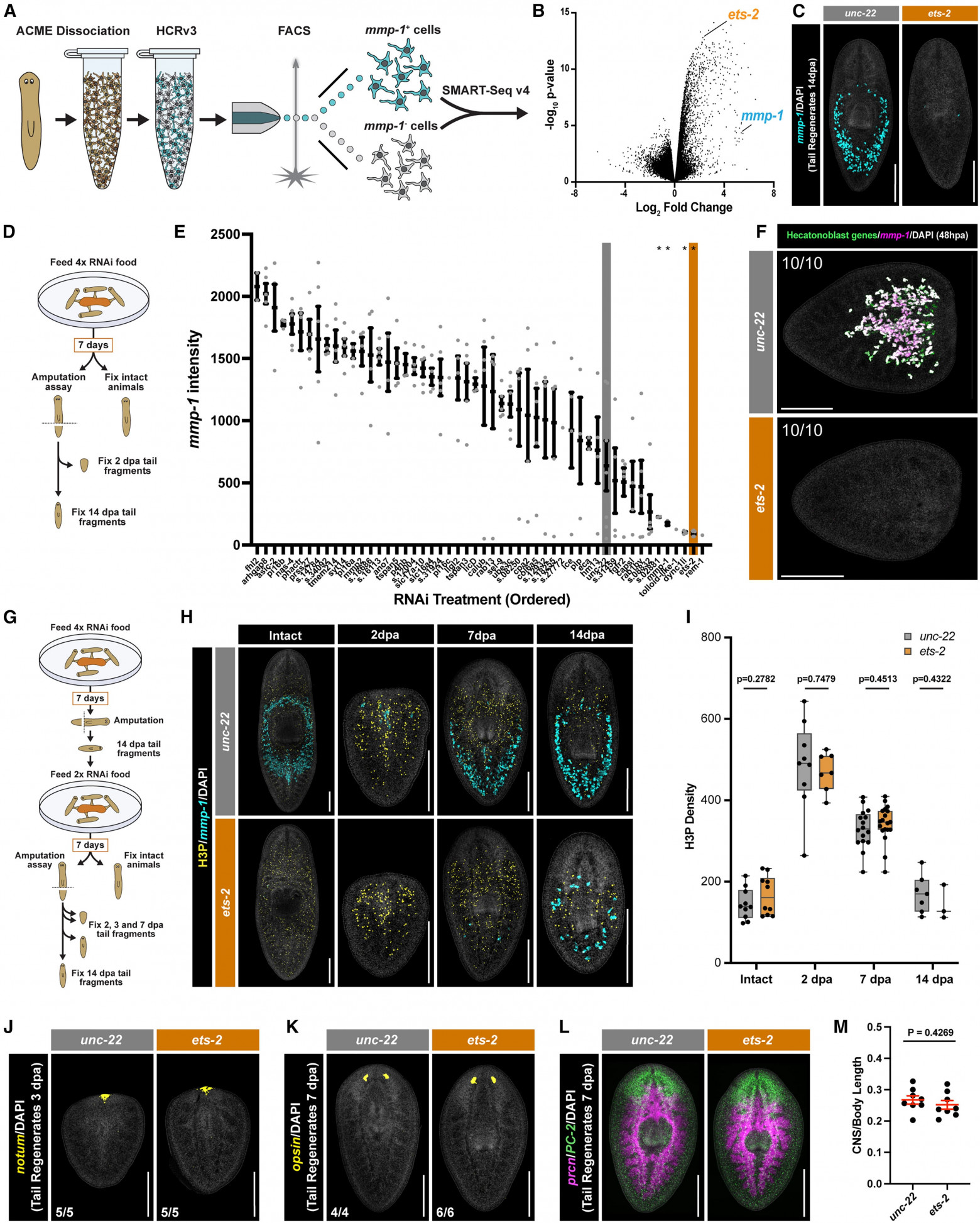 Суперрегенерация: стволовые клетки плоских червей - 4