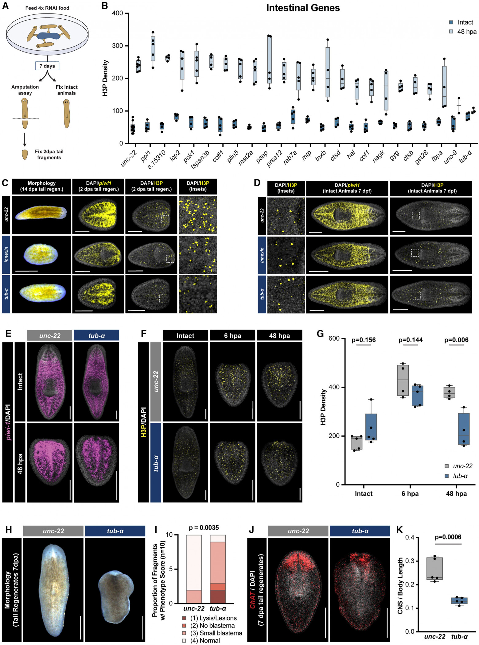 Суперрегенерация: стволовые клетки плоских червей - 5