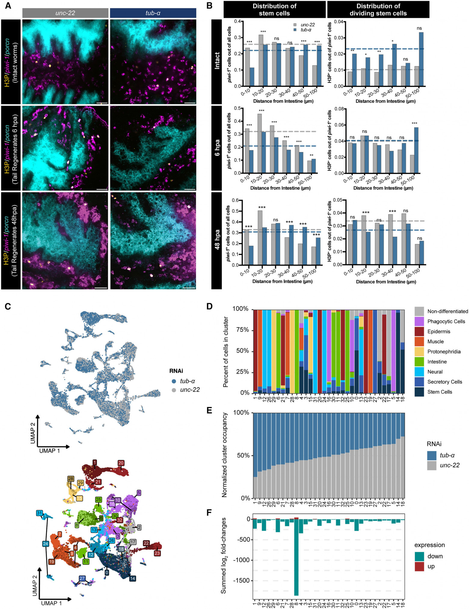 Суперрегенерация: стволовые клетки плоских червей - 6
