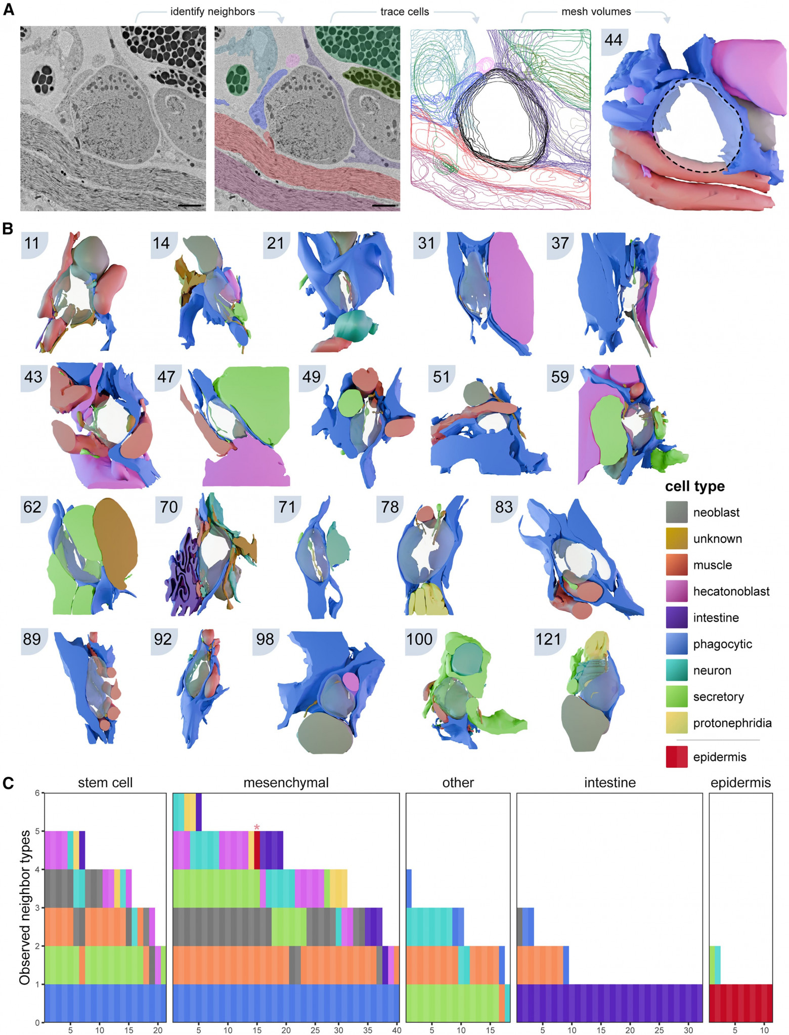 Суперрегенерация: стволовые клетки плоских червей - 8