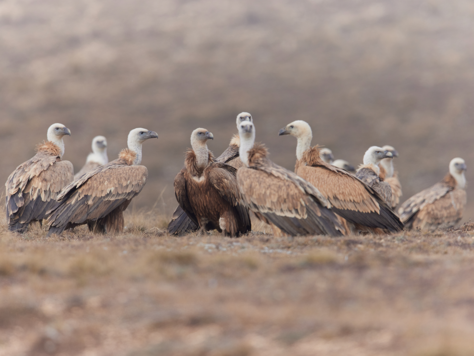 Белоголовые сипы