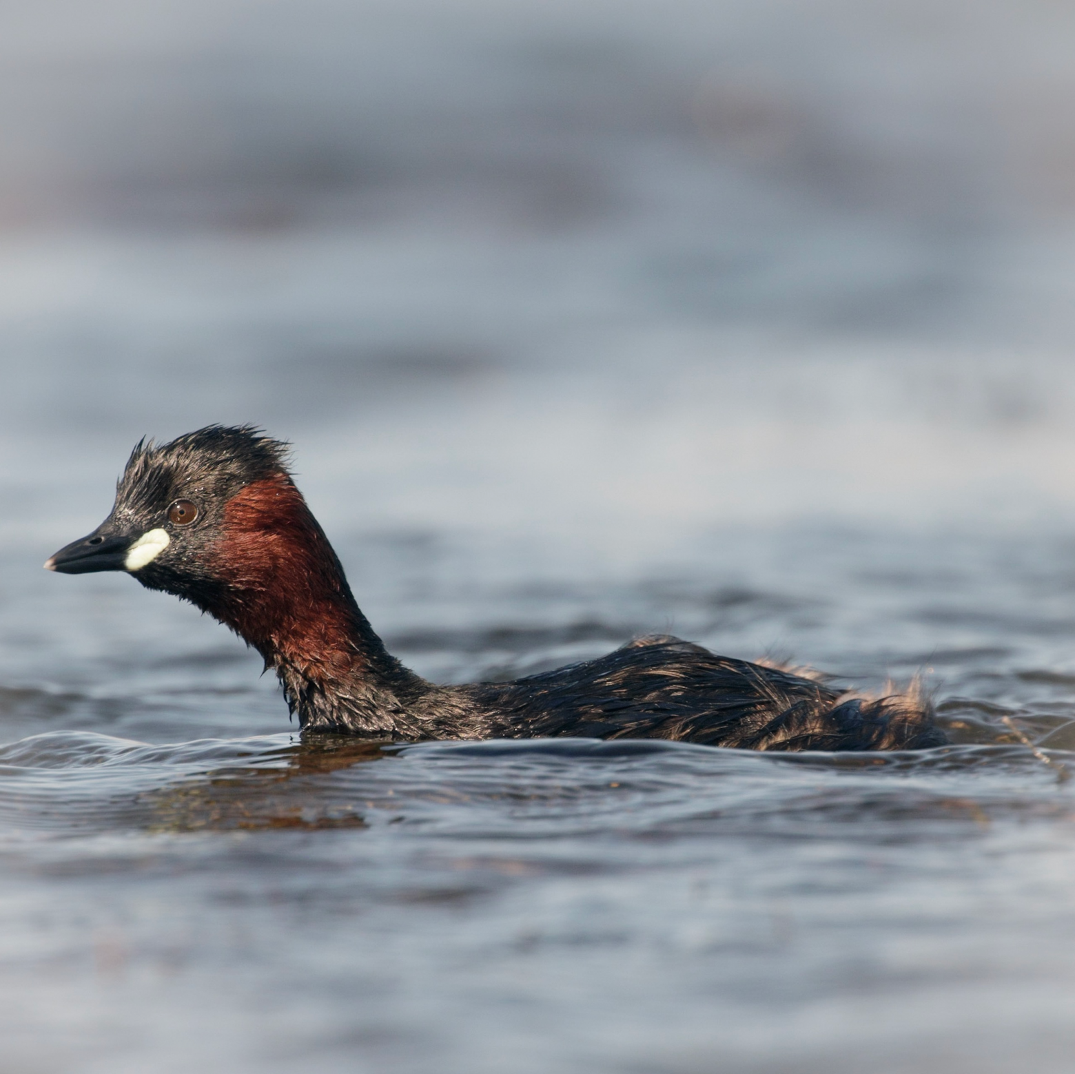 Малая поганка