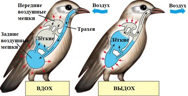 Если в кране нет воды… значит сработали моллюски - 2