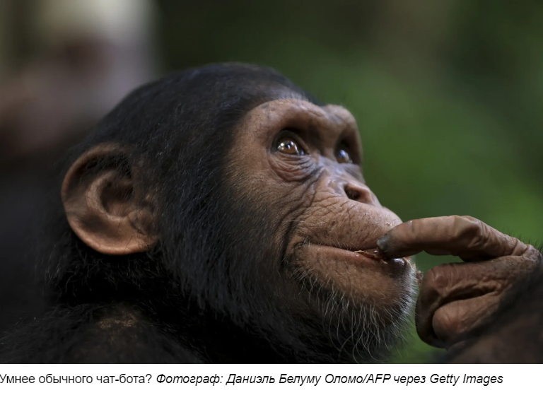 ИИ считает себя умным. Шимпанзе могут с этим поспорить - 1