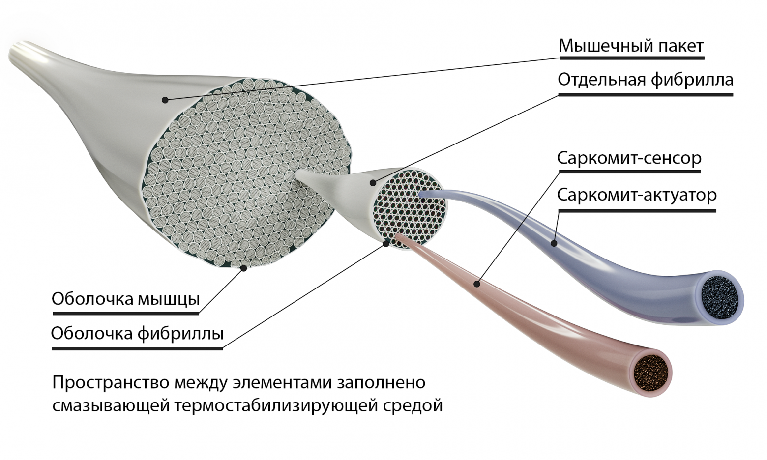 Искусственные мышцы или Робототехника 2.0 - 9