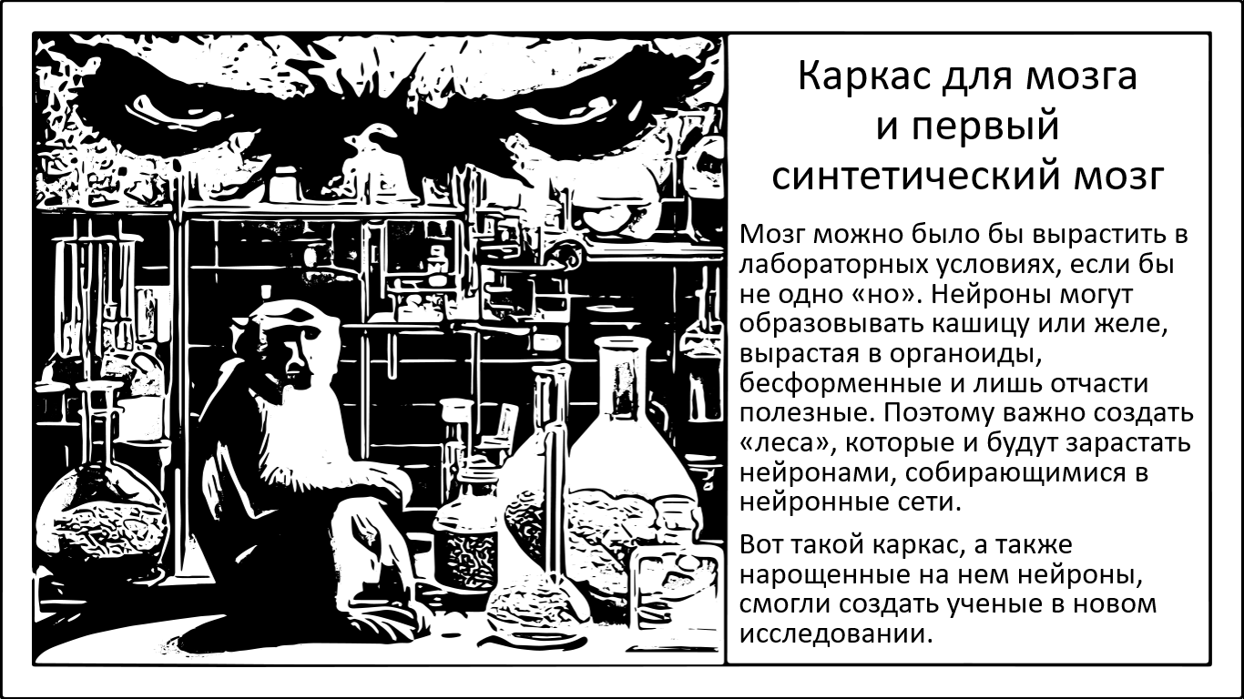 Синтетические леса для выращивания мозга - 1