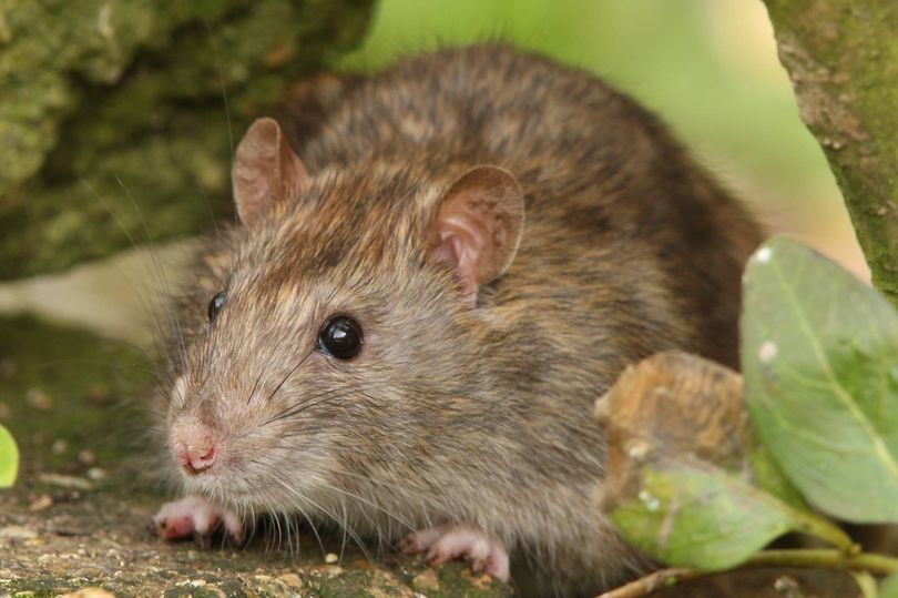 На заглавной картинке серая крыса, как один из самых динамично адаптируемых представителей млекопитающих к условиям внешней среды.