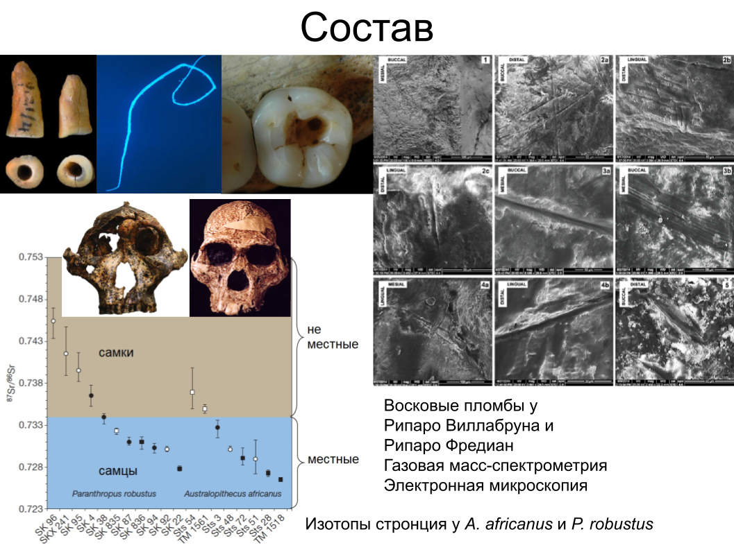 Зубной камень, ДНК вшей и чешуйка крыла моли: как технологии помогают антропологии. Спойлер: ИИ тут бессилен - 12