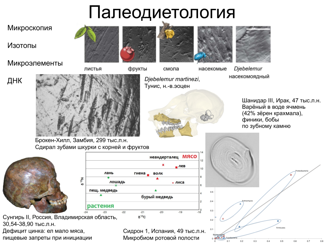 Зубной камень, ДНК вшей и чешуйка крыла моли: как технологии помогают антропологии. Спойлер: ИИ тут бессилен - 14