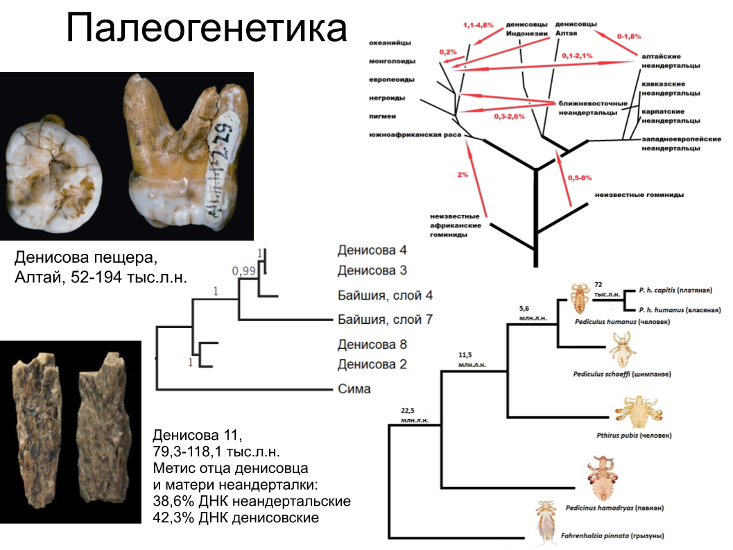 Зубной камень, ДНК вшей и чешуйка крыла моли: как технологии помогают антропологии. Спойлер: ИИ тут бессилен - 15