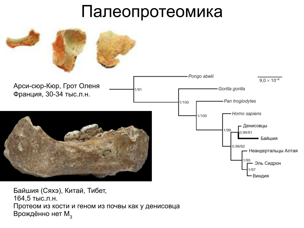 Зубной камень, ДНК вшей и чешуйка крыла моли: как технологии помогают антропологии. Спойлер: ИИ тут бессилен - 16