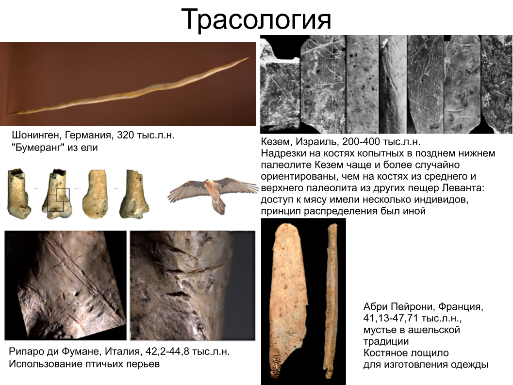 Зубной камень, ДНК вшей и чешуйка крыла моли: как технологии помогают антропологии. Спойлер: ИИ тут бессилен - 5
