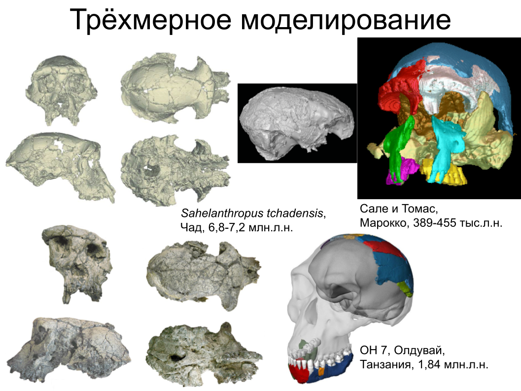 Зубной камень, ДНК вшей и чешуйка крыла моли: как технологии помогают антропологии. Спойлер: ИИ тут бессилен - 6