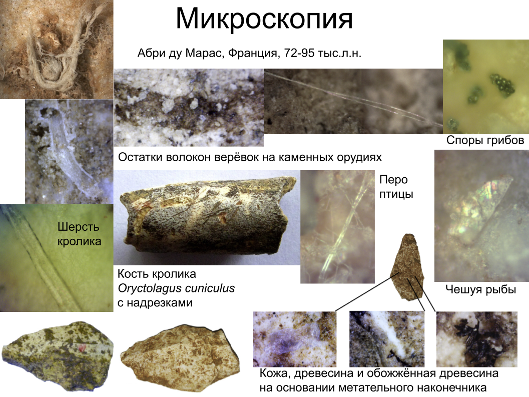Зубной камень, ДНК вшей и чешуйка крыла моли: как технологии помогают антропологии. Спойлер: ИИ тут бессилен - 9