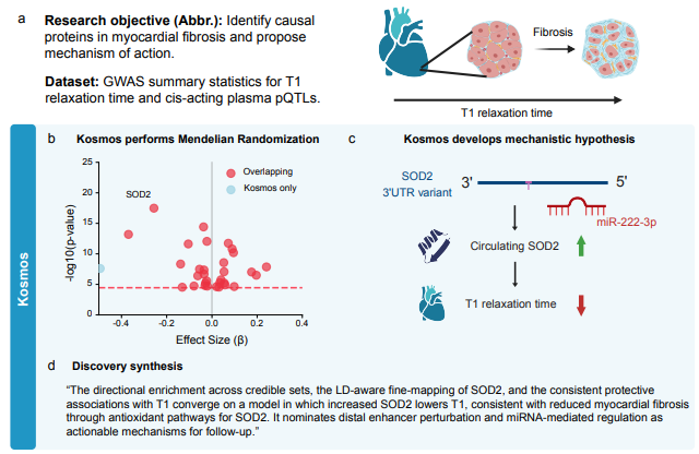 Кейс обнаружения связи между уровнем фермента SOD2 и фиброзом миокарда. Источник изображения