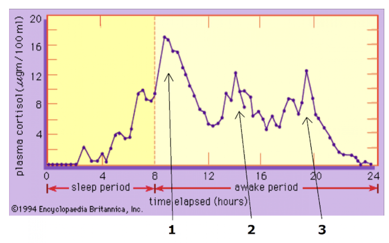 График естественной продуктивности: три пика кортизола в течение дня. Первый и самый мощный - сразу после пробуждения.