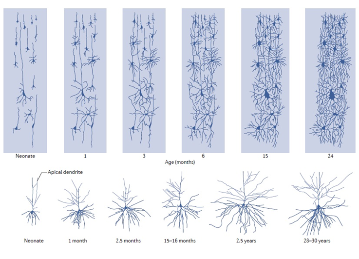 Рисунок 2. Изменение числа и морфологии отростков с возрастом. 