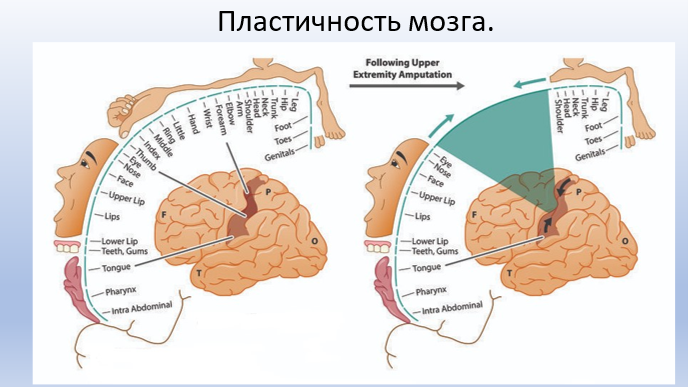 Рисунок 5. Пример проявления пластичности мозга, когда после повреждения соседние структуры берут на себя функции поврежденного участка. 