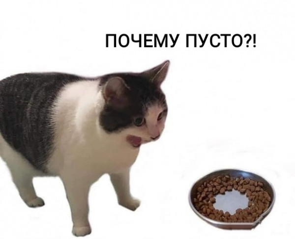 Нехватка данных понятна и котику