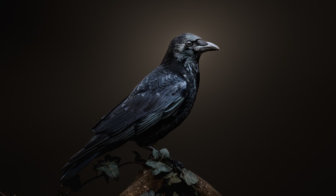 Cogito ergo sum: есть ли у птиц сознание? - 1 Cogito ergo sum: есть ли у птиц сознание? - 1