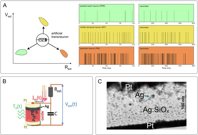 А. Транснейрон, меняя напряжение Vext и сопротивление Rext, переходит между разными режимами стохастической активности. В. Эскиз искусственного транснейрона: диффузионный мемристор с серебряными кластерами генерирует спайки при управлении напряжением и температурой. С. Поперечное сечение диффузионного мемристора (ТЭМ): между платиновыми электродами видна матрица SiOₓ с каплевидными кластерами серебра, чья структура повторяется в разных областях образца. Источник изображения: https://www.nature.com/articles/s41467-025-62151-9