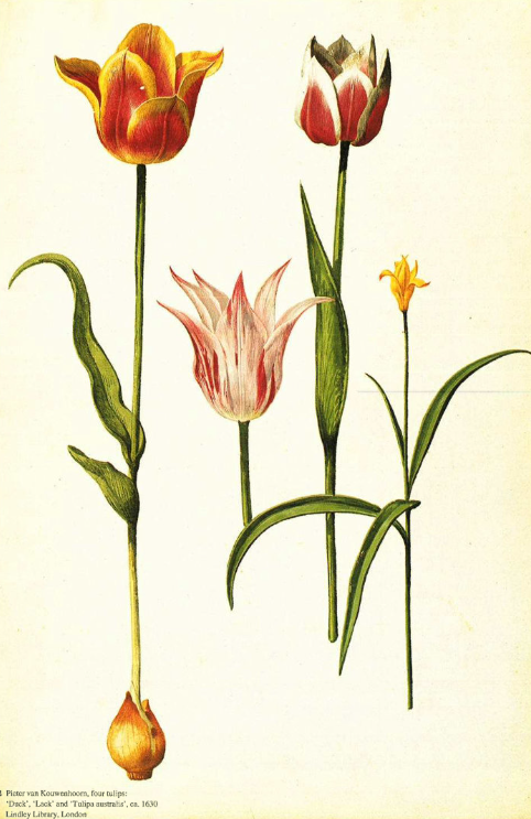 Первый биржевой пузырь - 4