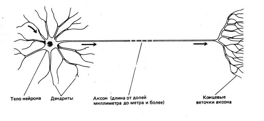 Схема биологического нейрона